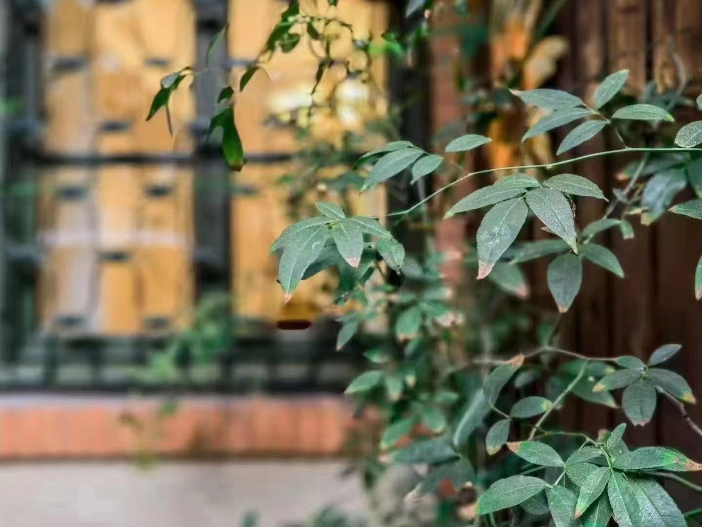 200sqm garden whole floor old house 高邮路整层200平米花园